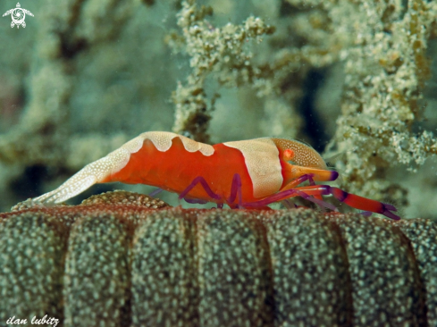 A Periclimenes imperator | shrimp