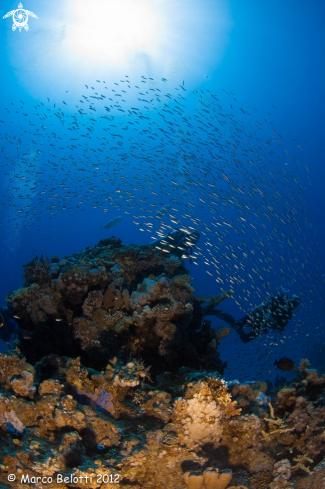 A sardine and jackfish