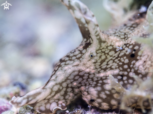 A Sea Hare