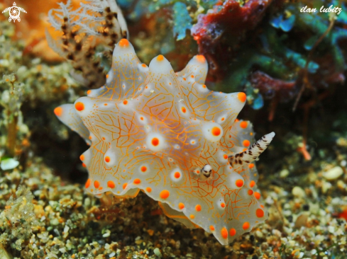 A Halgerda batangas | nudibranch