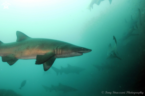 A Carcharias taurus | Grey Nurse Shark (Sand Tiger, Ragged Tooth)