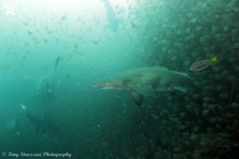 A Grey Nurse Shark (Sand Tiger, Ragged Tooth)