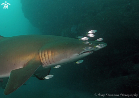 A Carcharias taurus | Grey Nurse Shark (Sand Tiger, Ragged Tooth)