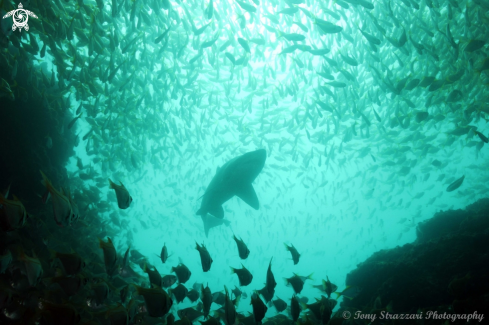 A Carcharias taurus | Grey Nurse Shark (Sand Tiger, Ragged Tooth)