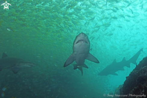 A Grey Nurse Shark (Sand Tiger, Ragged Tooth)