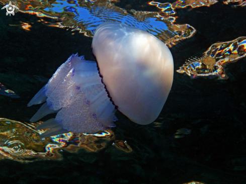 A Rhizostoma pulmo | Polmone di mare