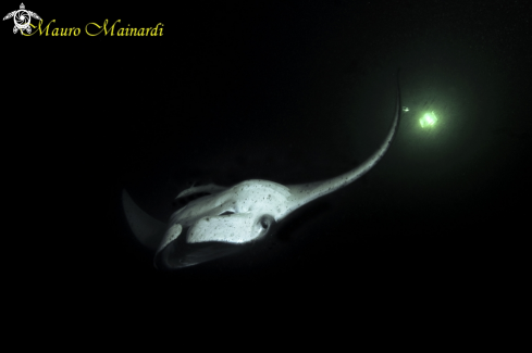 A Manta birostris | Manta