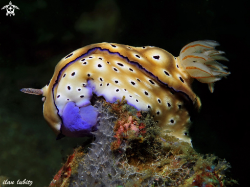 A nudibranch