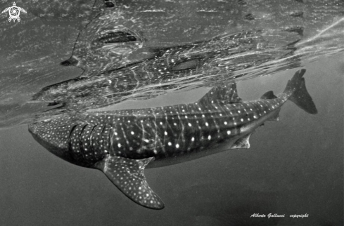 A Rynchodon typus  | Whale Shark