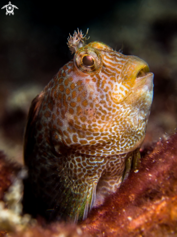 A Blenny