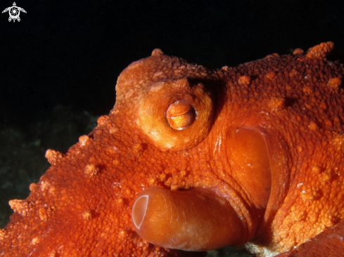 A Octopus macropus | Polpessa 