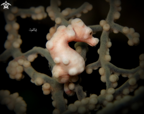 A pygmy seahorse 