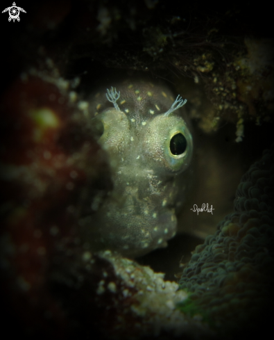 A Blenny