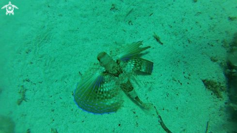 A Flying gurnard