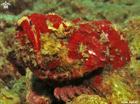 A Scorpaenopsis diabolus | scorpion fish