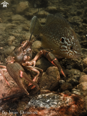 A Astacus astacus | Jezerski rak / Lakeland lobster.