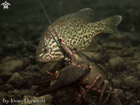 A Astacus astacus | Jezerski rak / Lakeland lobster.