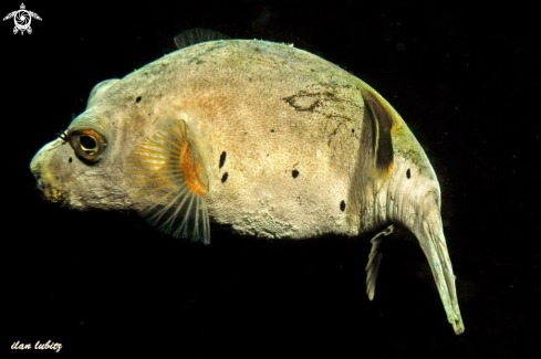A Arothron nigropunctatus | puffer fish