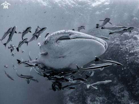 A Whale Shark