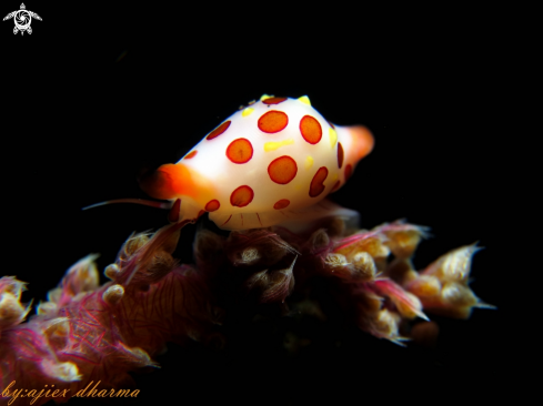 A cowrie