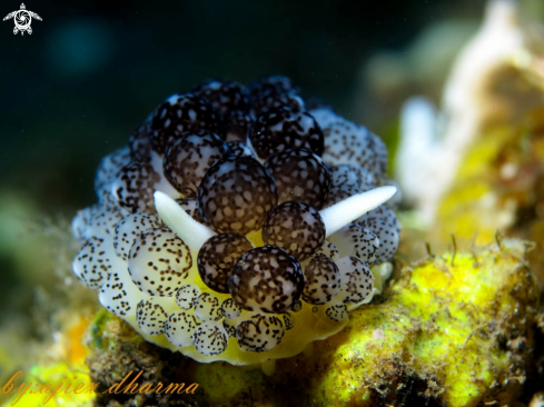 A nudi