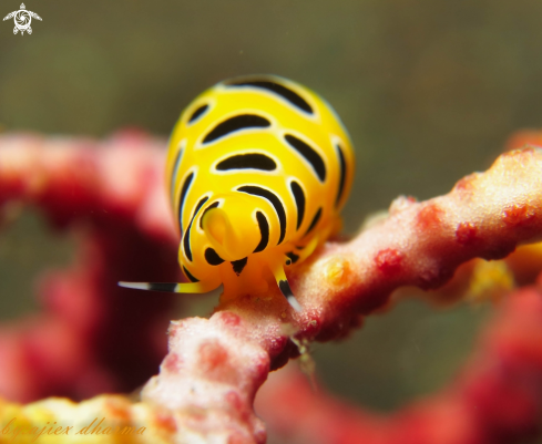 A black tiger egg cowrie 