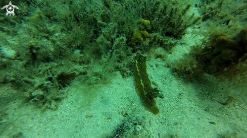 A Nudibranch