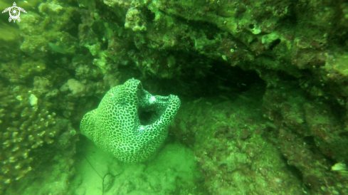 A Leopard moray