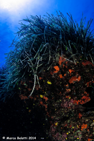 A posidonia 