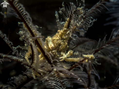 A Hyastenus sp. | Hydroid Crab