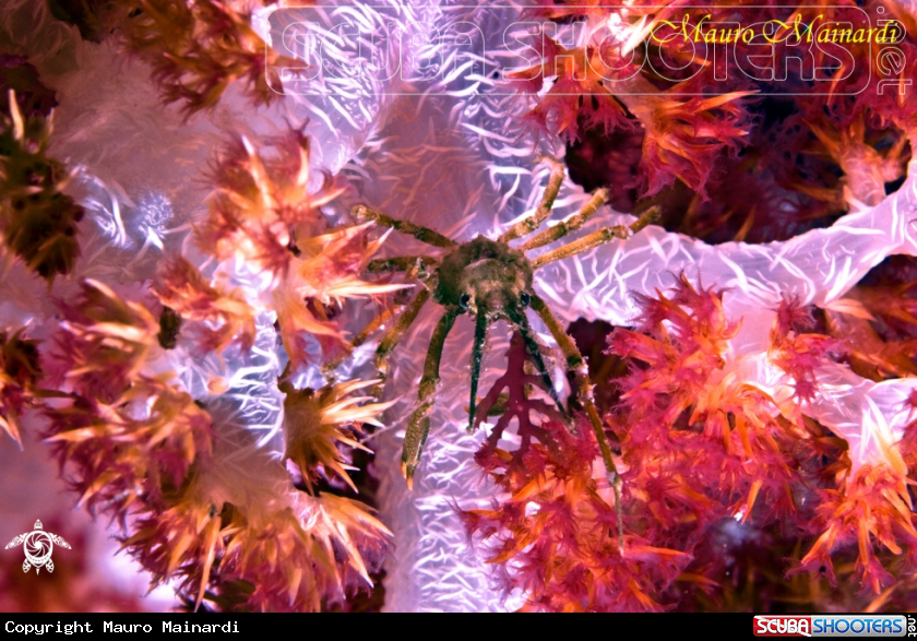 A Crab and soft coral