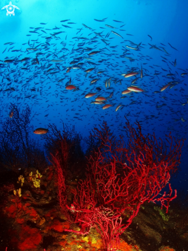 A Paramuricea clavata and anthias anthias | 