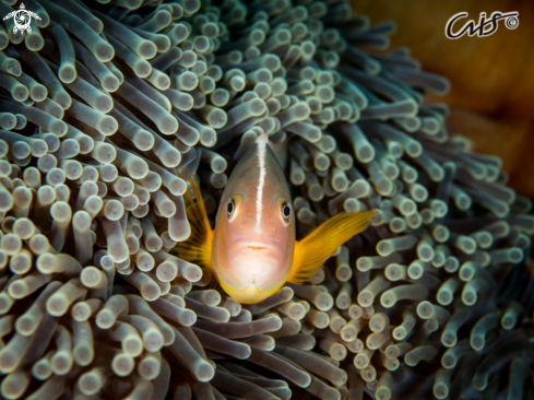 A Amphiprion akallopisos and Heteteractis magnifica | Pez payaso mofeta en anémona