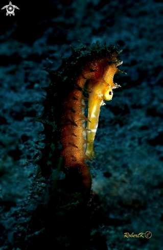 A Sea Horse