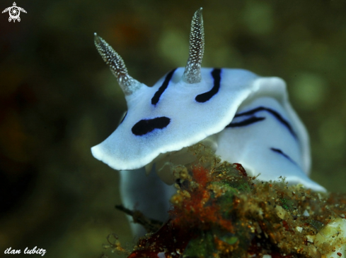 A nudibranch