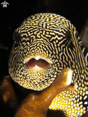 A Ball fish