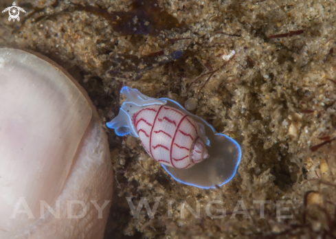 A Bullina Lineata | Bubble Shell   (Bullina Lineata)