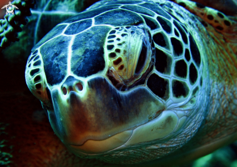 A Sea Turtle