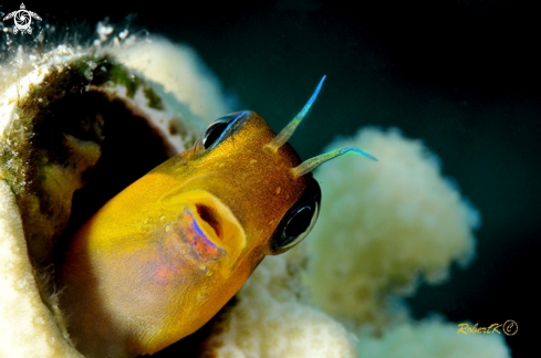 A blenny