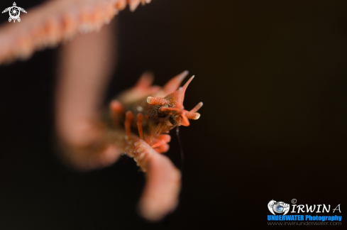 A Miropandalus hardingi | The Dragon Shrimp 