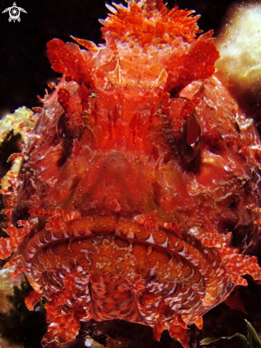 A Mediterranean scorpionfish