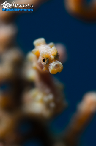 A Yellow pygmy seahorse