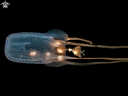 A Box Jellyfish