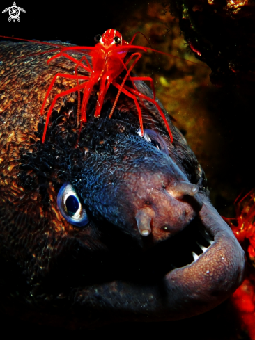 A Moray and shrimp