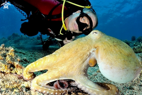 A octopuse
