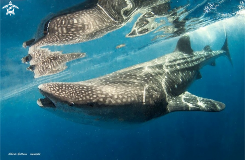 A Rynchodon typus | Whale Shark