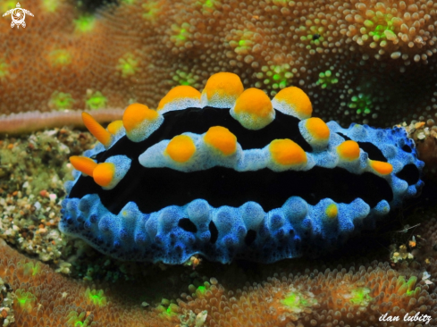 A Phyllidia coelestris | nudibranch