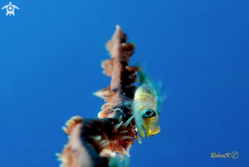 A Goby