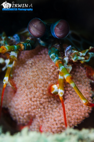 A Peacock mantis shrimp carries eggs