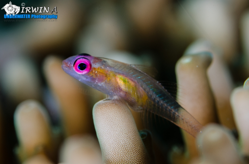 A Bryaninops natans | Pink-eye goby